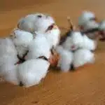 Хлопок